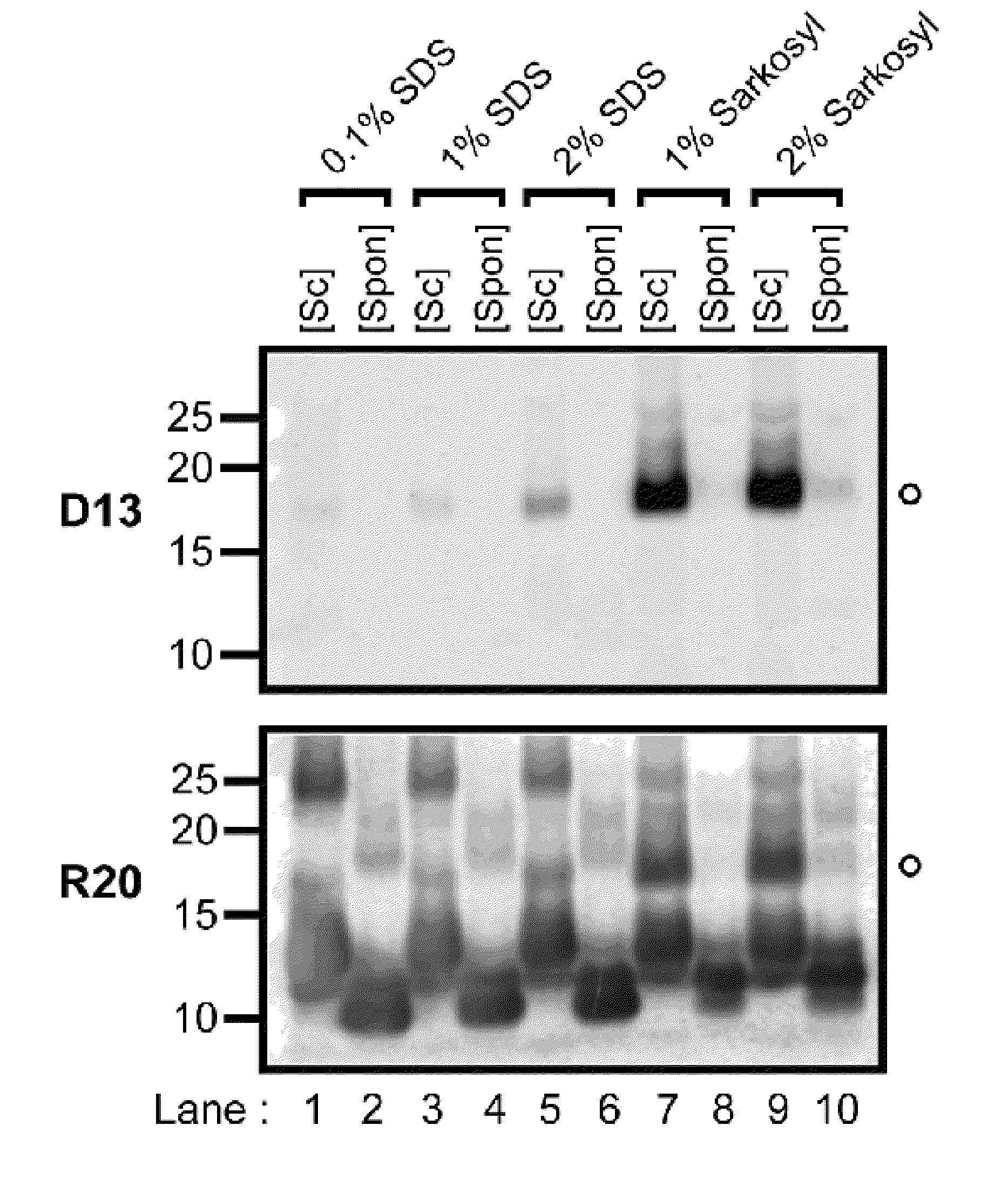 Detection of infectious prion protein by seeded conversion of recombinant prion protein