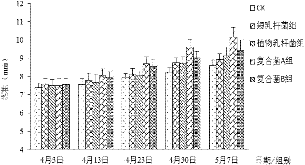 Lactic acid bacterium preparation for promoting calendula officinalis to bloom