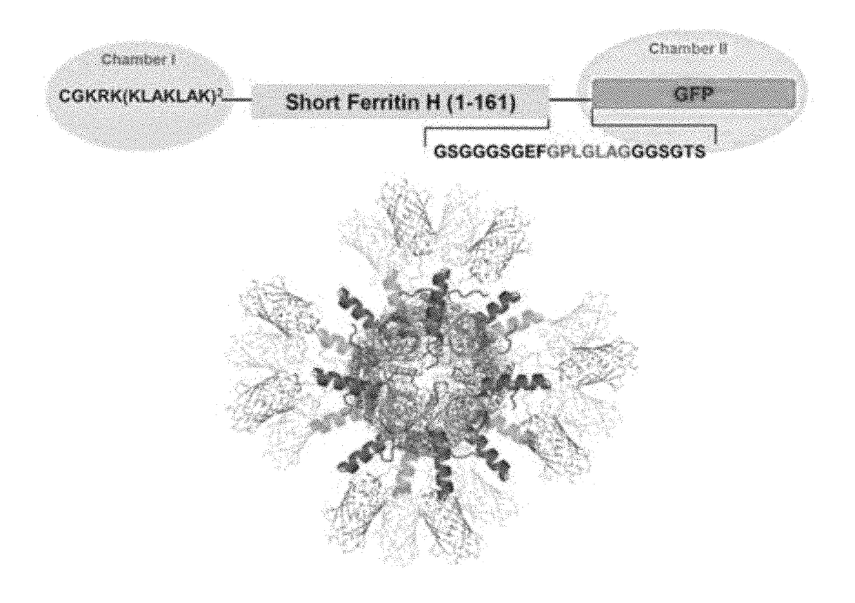 Human-derived ferritin monomer fragment and fusion polypeptide using same