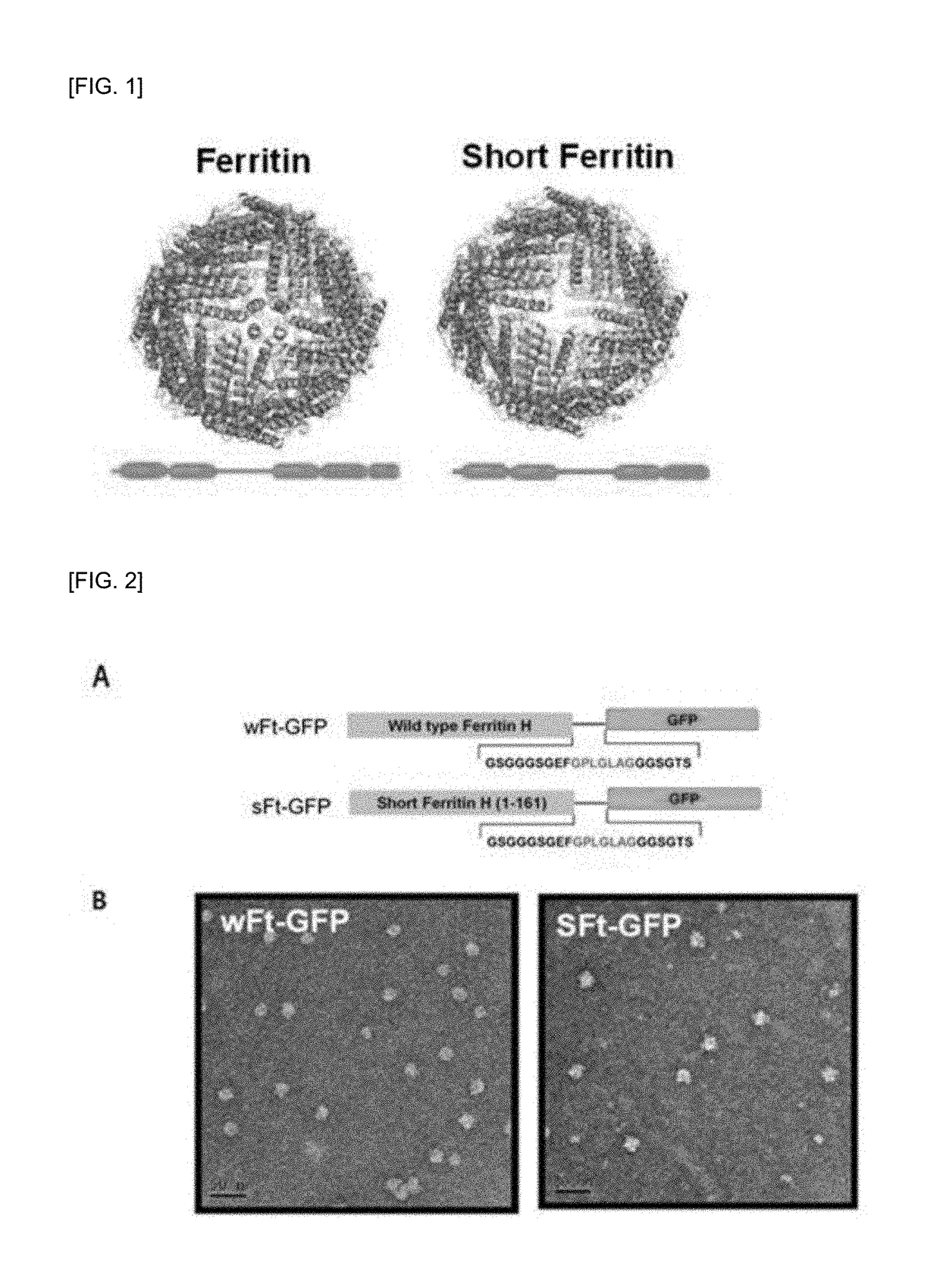 Human-derived ferritin monomer fragment and fusion polypeptide using same