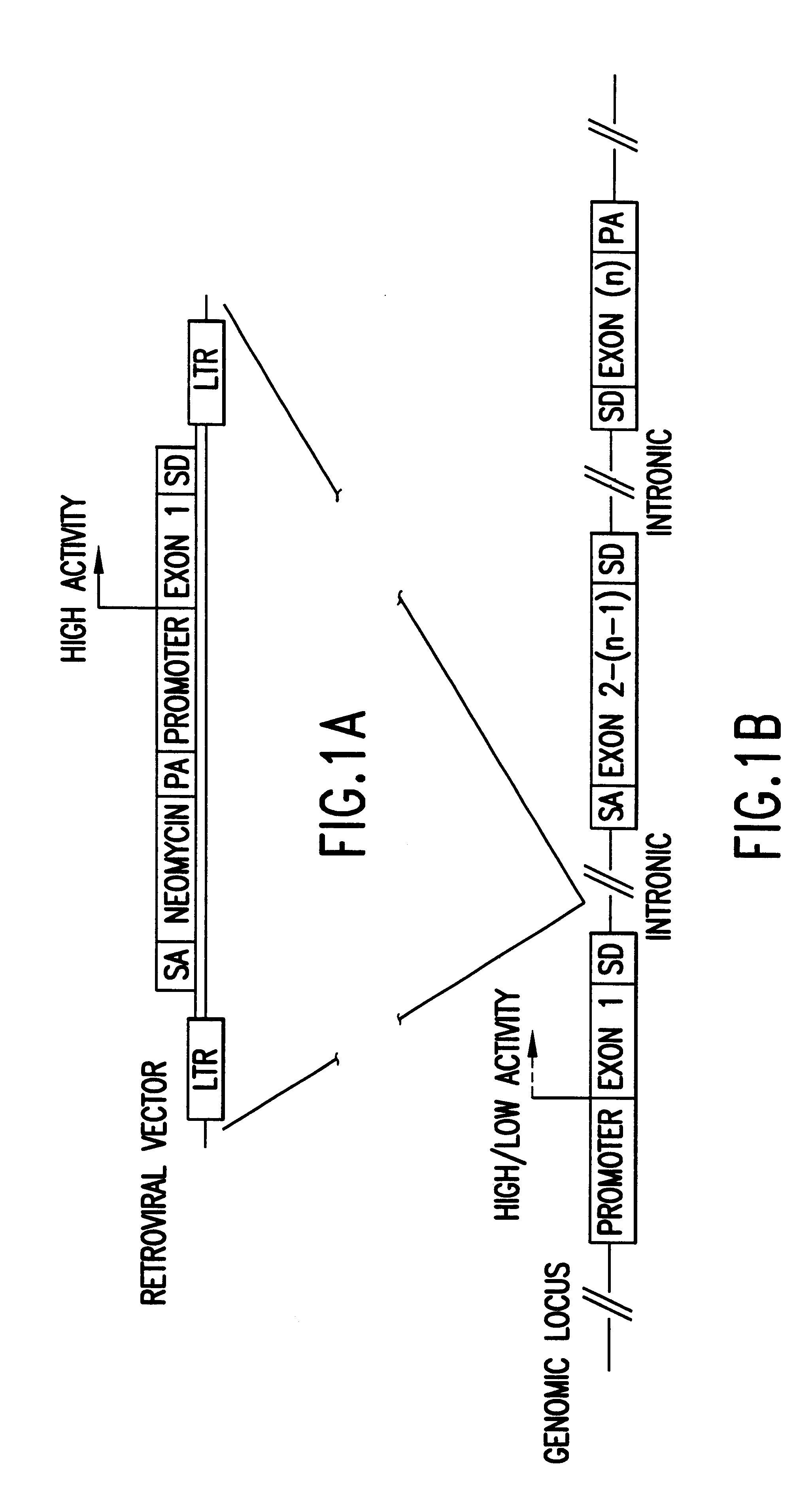 Construction of normalized cDNA libraries from eucaryotic cells