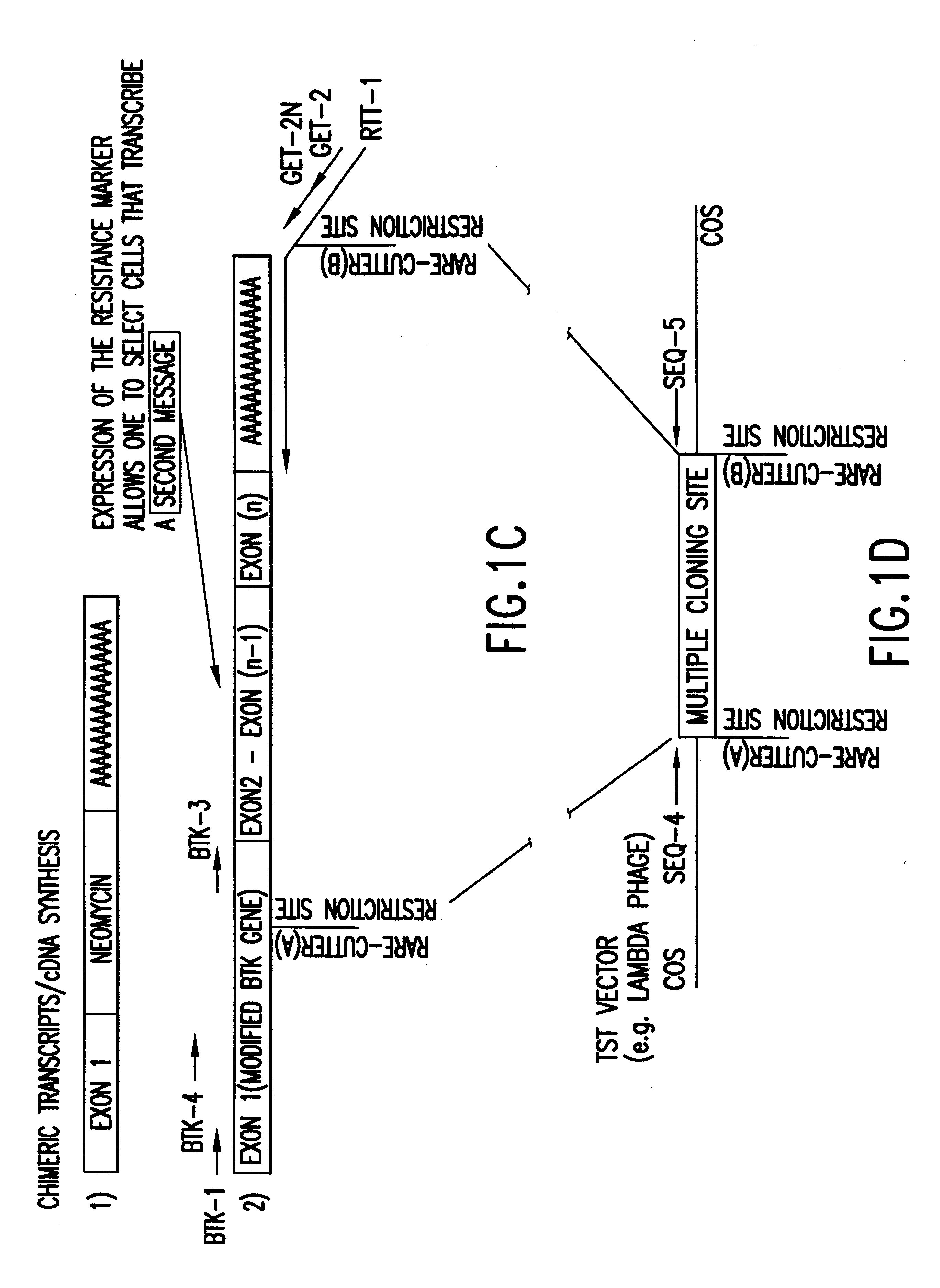 Construction of normalized cDNA libraries from eucaryotic cells