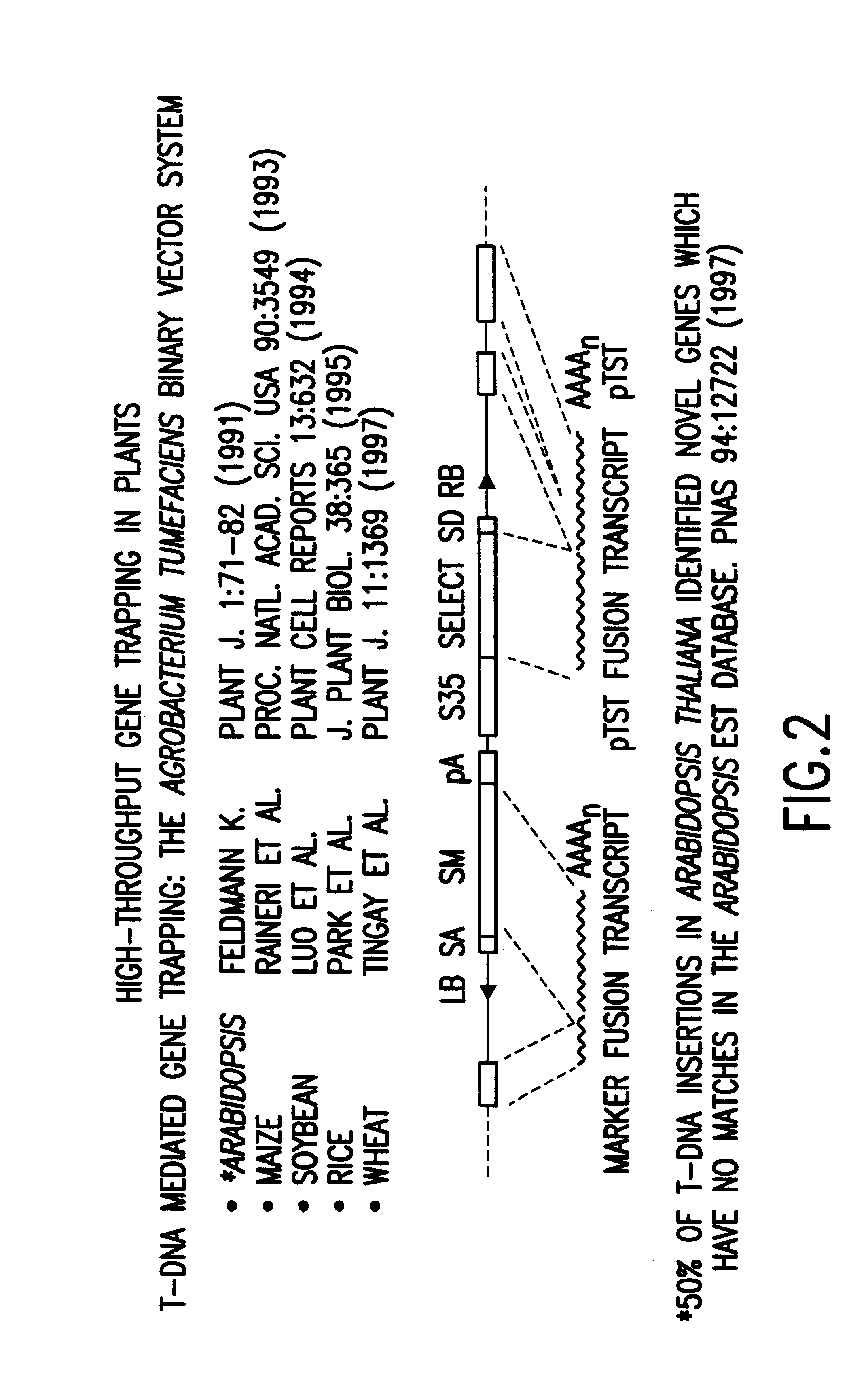 Construction of normalized cDNA libraries from eucaryotic cells