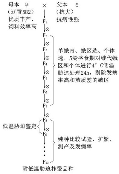 Antheraea pernyi larva low-temperature stress induced resistance breeding method