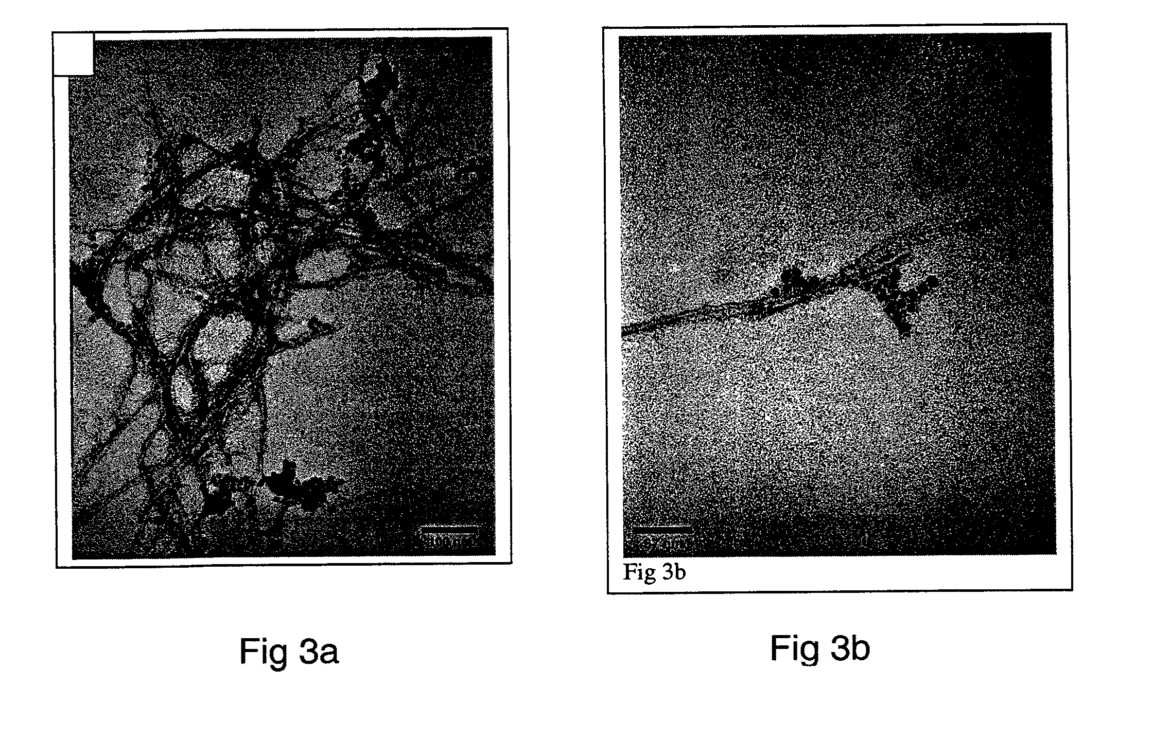 Monoclonal Antibody