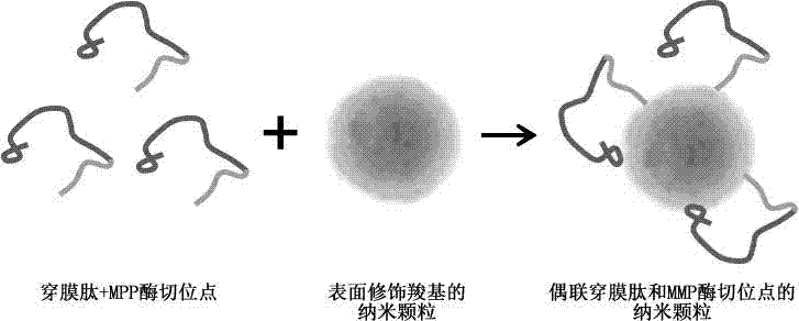 Nanoparticle coupled with coupling cell-penetrating peptide and metal matrix proteinase (MMP) restriction enzyme digestion site