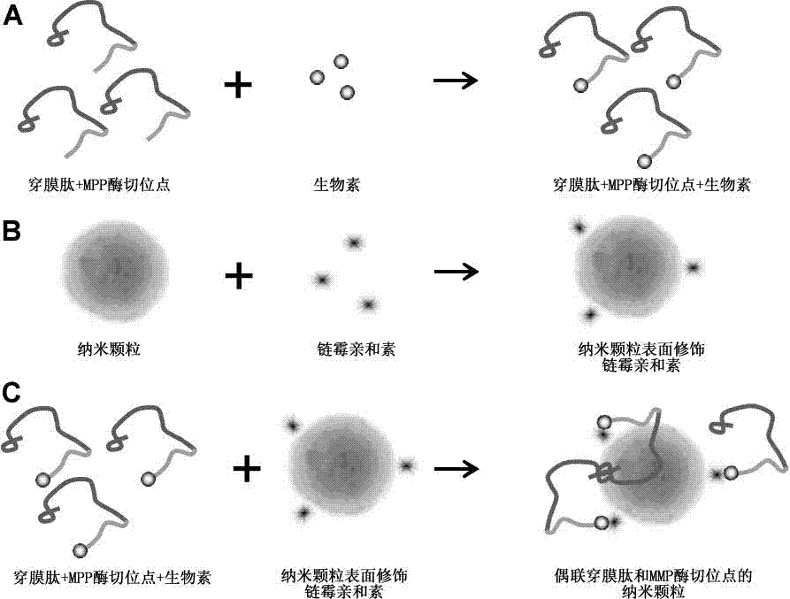 Nanoparticle coupled with coupling cell-penetrating peptide and metal matrix proteinase (MMP) restriction enzyme digestion site