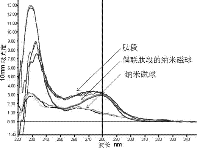 Nanoparticle coupled with coupling cell-penetrating peptide and metal matrix proteinase (MMP) restriction enzyme digestion site