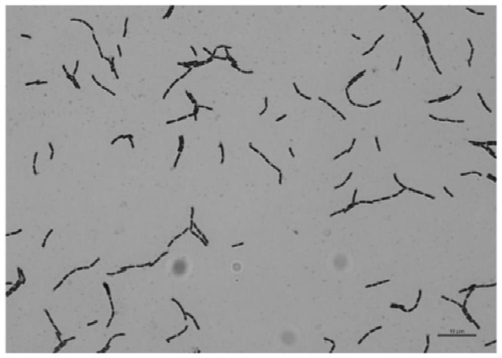 Application of lactobacillus rhamnosus LRX-01