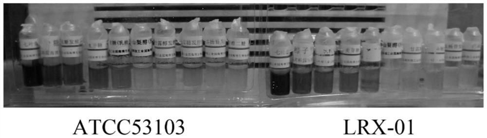 Application of lactobacillus rhamnosus LRX-01