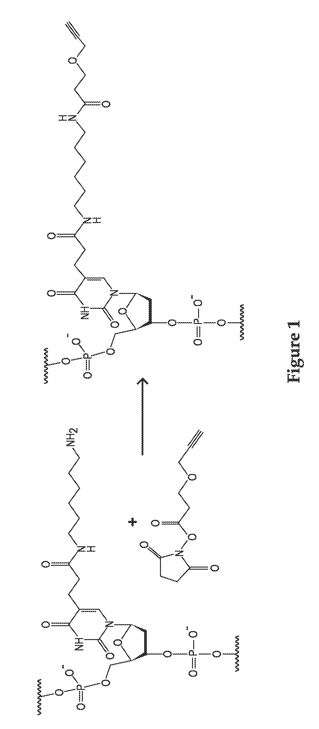 Templated nanoconjugates