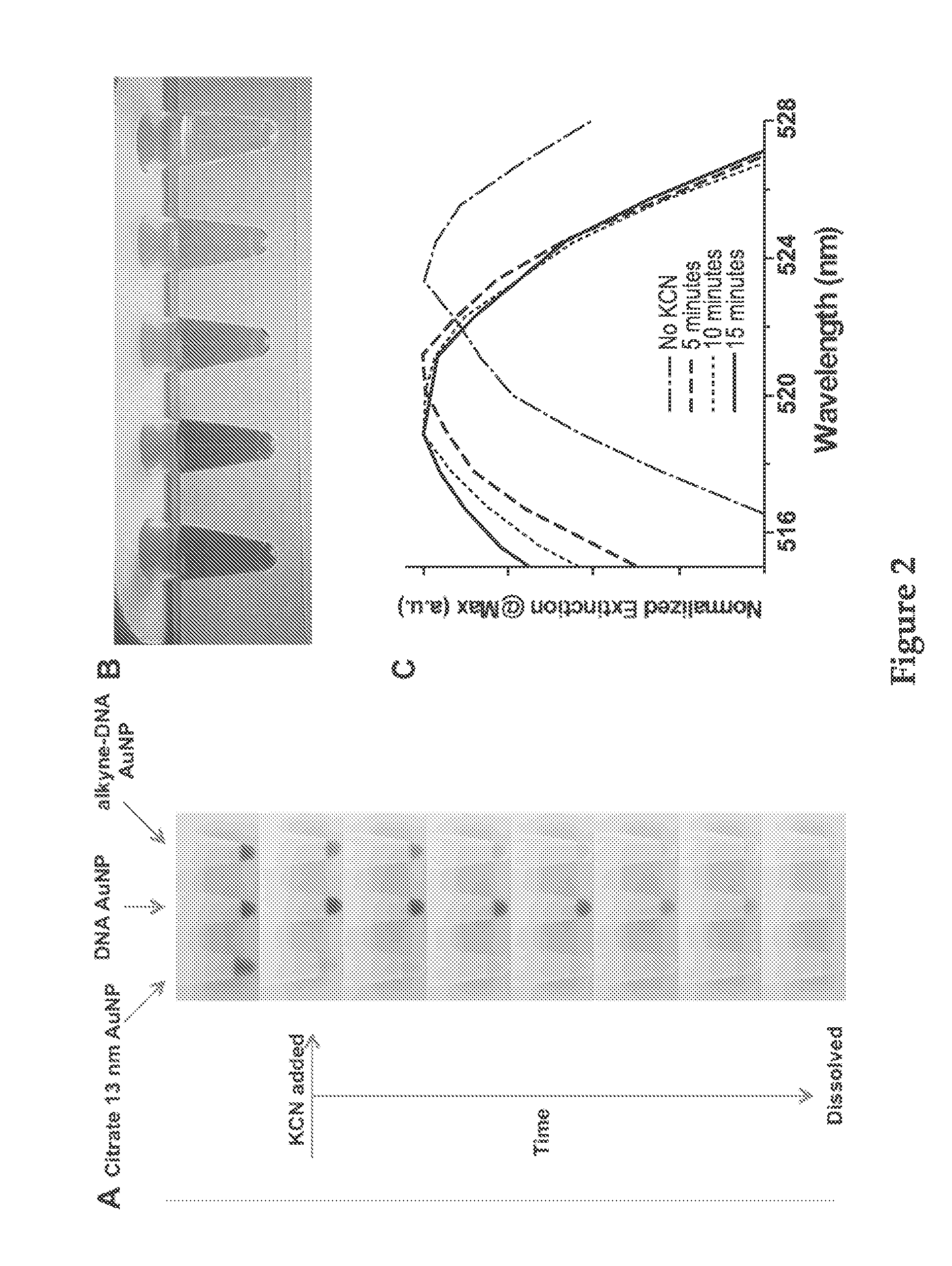 Templated nanoconjugates