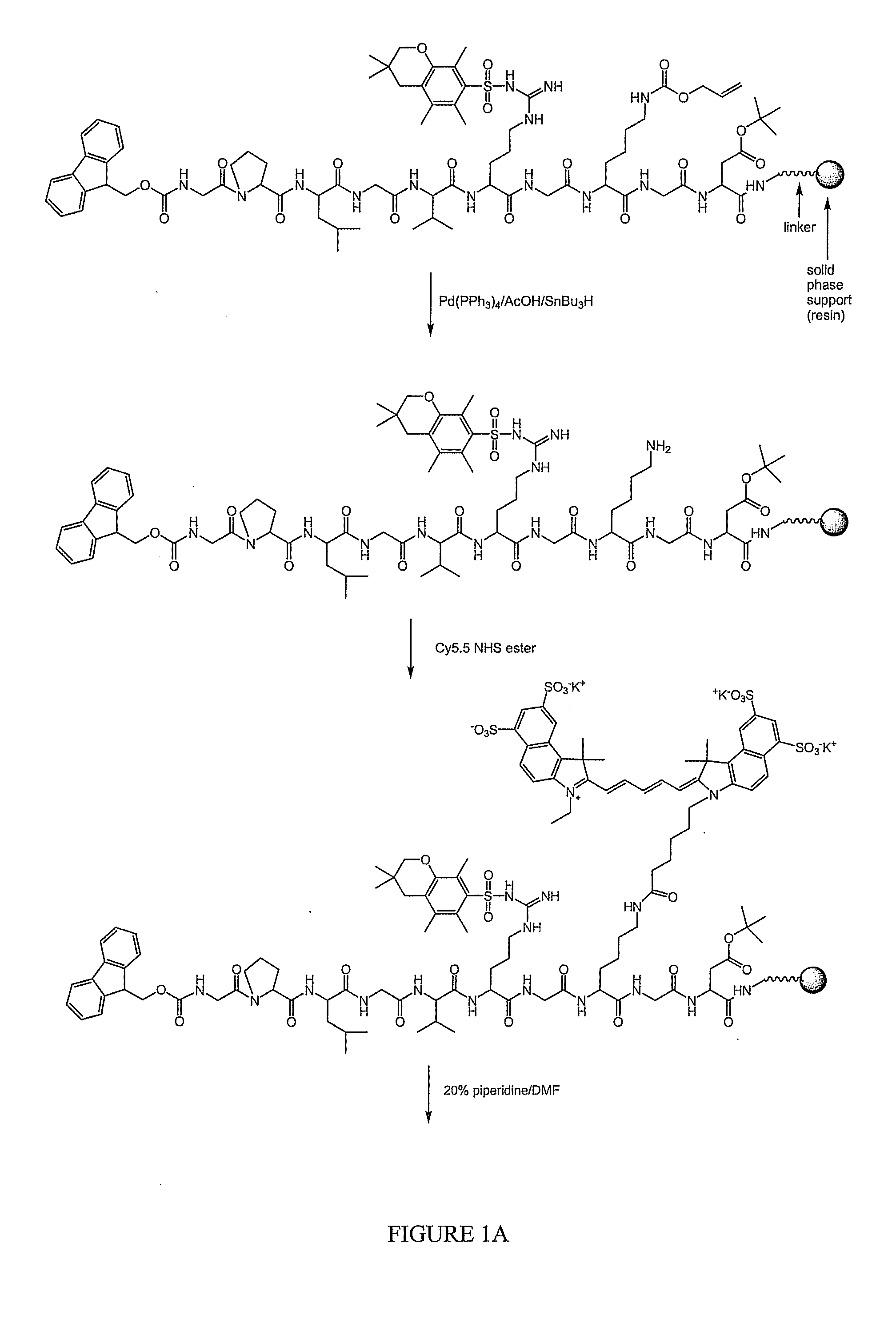 Systems and methods for high-resolution in vivo imaging of biochemical activity in a living organism