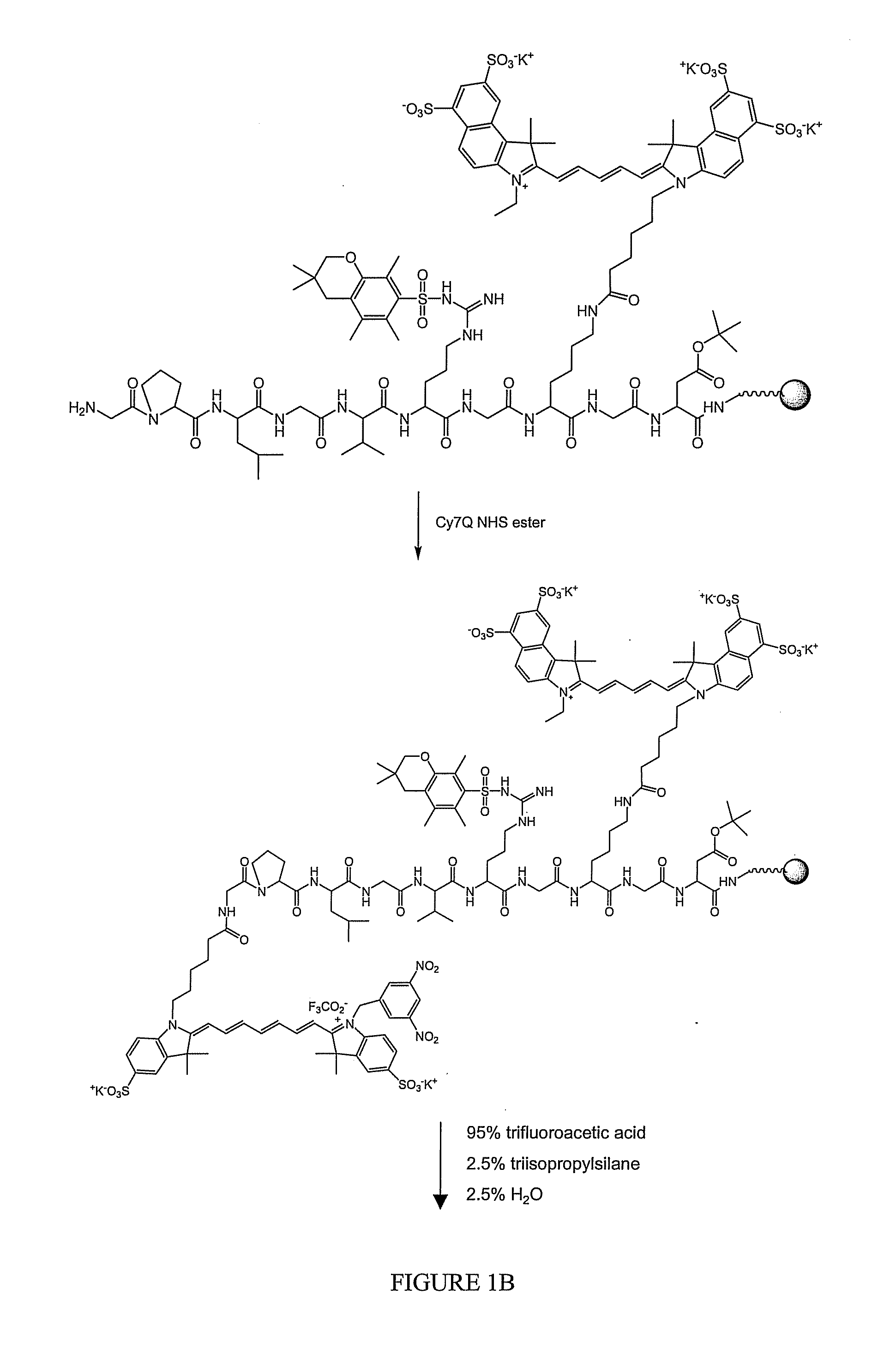 Systems and methods for high-resolution in vivo imaging of biochemical activity in a living organism