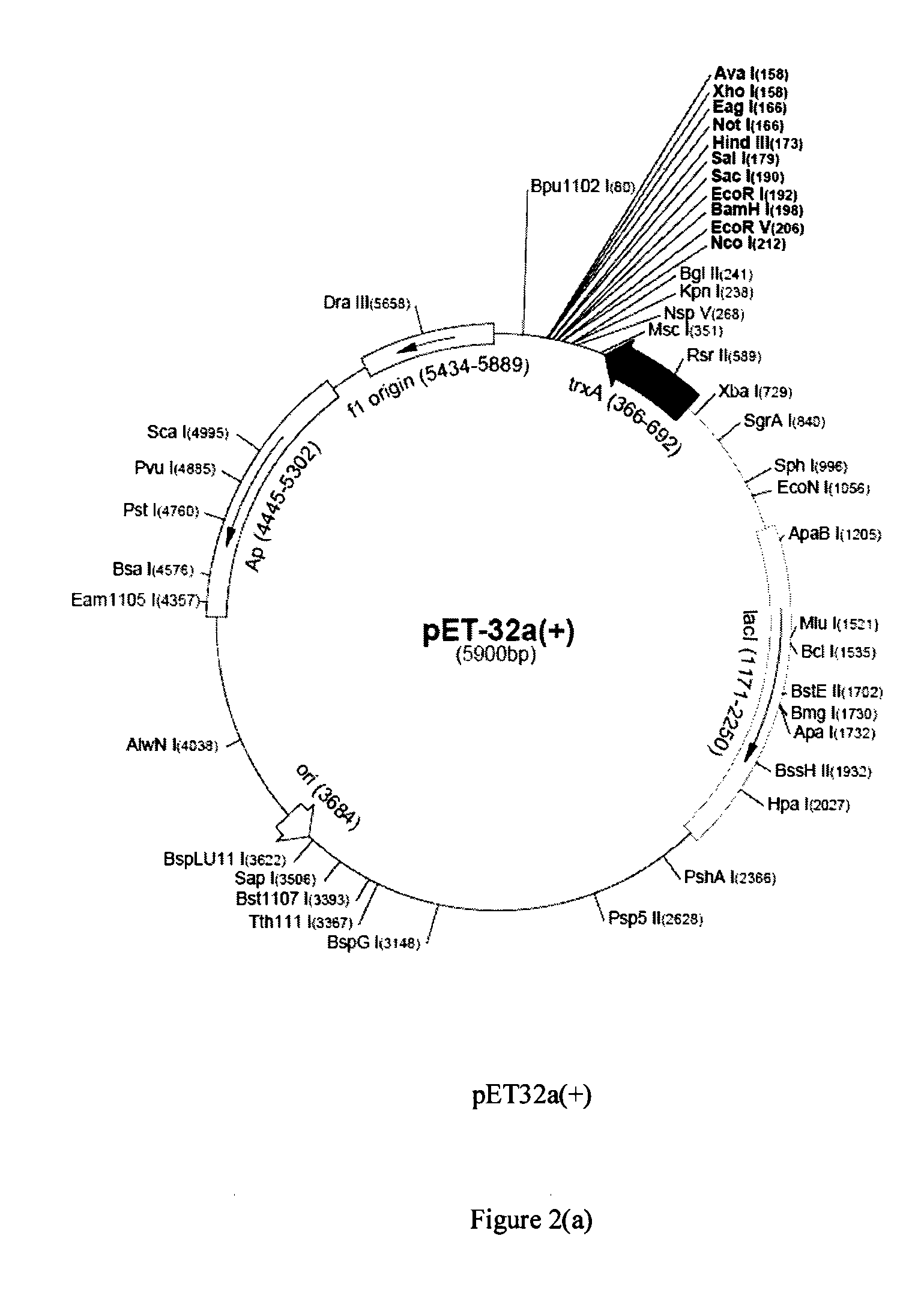 Moesin modulators and uses thereof