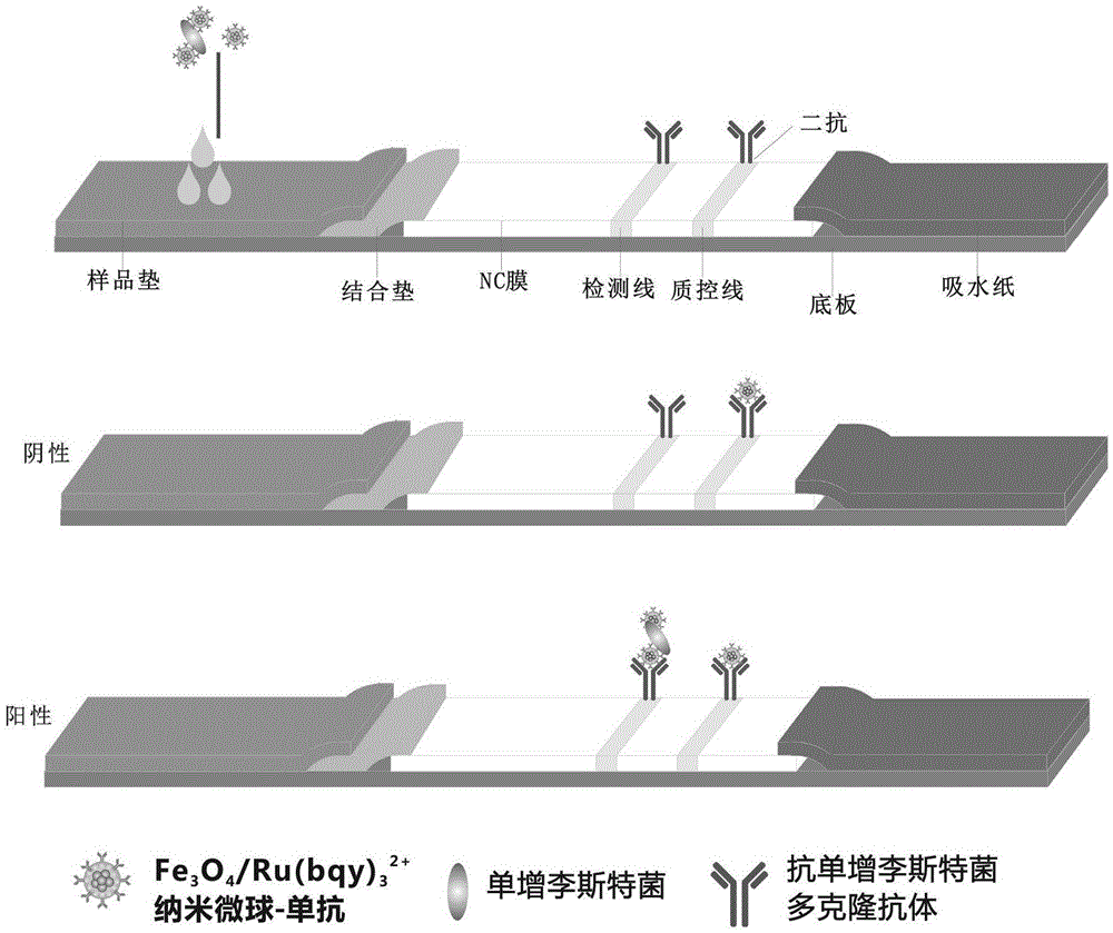 Method for fast detecting Listeria monocytogenes