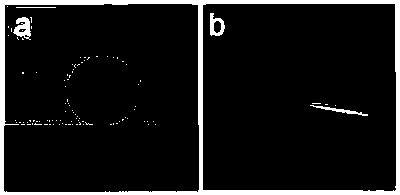 Preparation method and application of manganese dioxide/polyoxyethylene composite solid electrolyte