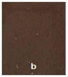 Environment-friendly bio-based organic silicon epoxy/nano-silver composite coating, preparation method and application