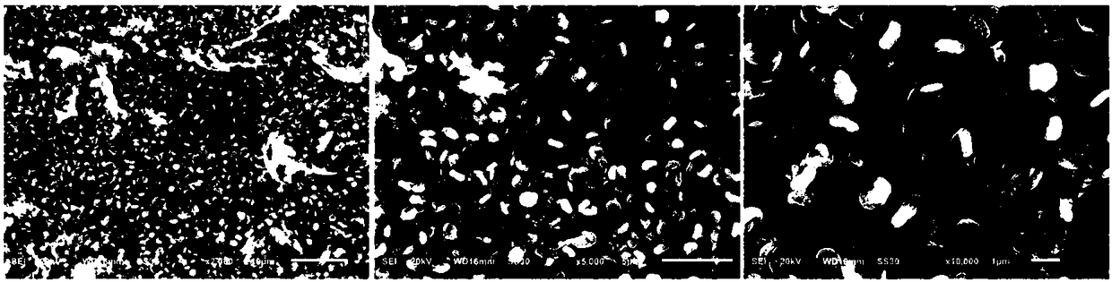 Preparation method of HA/MoS2 biological composite coating, with photocatalytic activity, on surface of titanium alloy