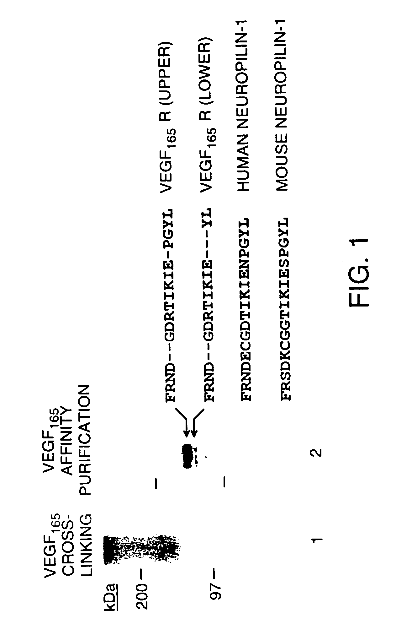 Soluble inhibitors of vascular endothelial growth factor and use thereof