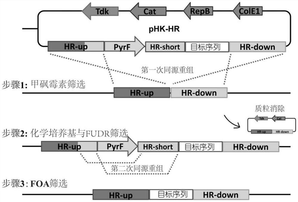 Whole-bacteria enzyme preparation for catalyzing lignocellulosic saccharification