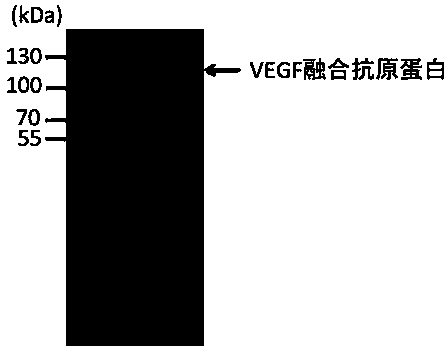 Method for generating novel induction antibody