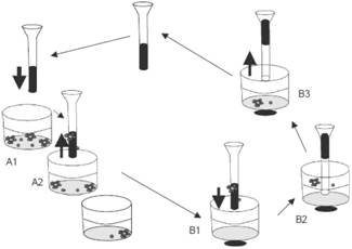 Cell enriching, separating and extracting method and instrument and single cell analysis method