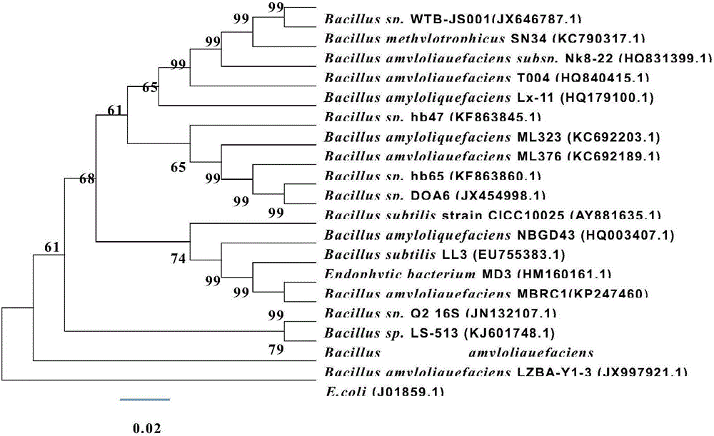 A kind of bacillus amyloliquefaciens MBRC1 bacterial strain and application thereof