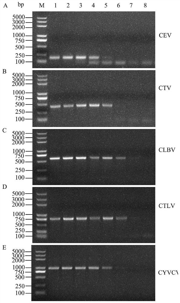 DPO RT-PCR primer group, detection method and kit for synchronously detecting five citrus viruses and application of DPO RT-PCR primer group, detection method and kit