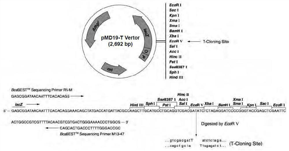 Pinctada martensi Kunitz-type serine protease inhibitor gene, coded protein and application