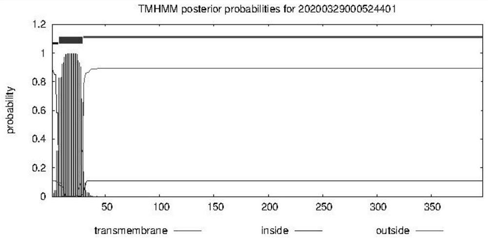 Pinctada martensi Kunitz-type serine protease inhibitor gene, coded protein and application