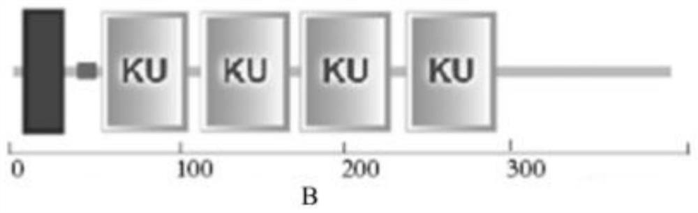 Pinctada martensi Kunitz-type serine protease inhibitor gene, coded protein and application