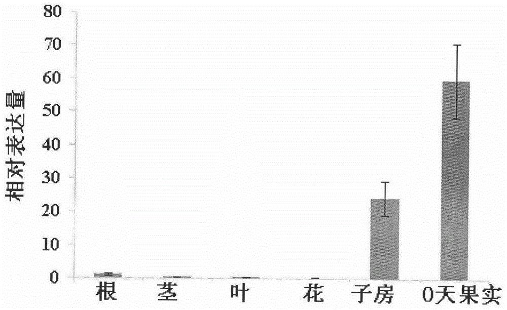 Gene capable of improving quality of plant fruit as well as encoding product and application thereof