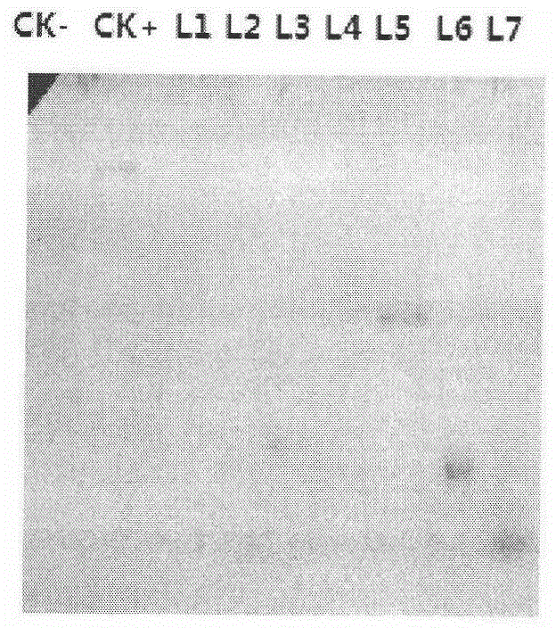 Gene capable of improving quality of plant fruit as well as encoding product and application thereof