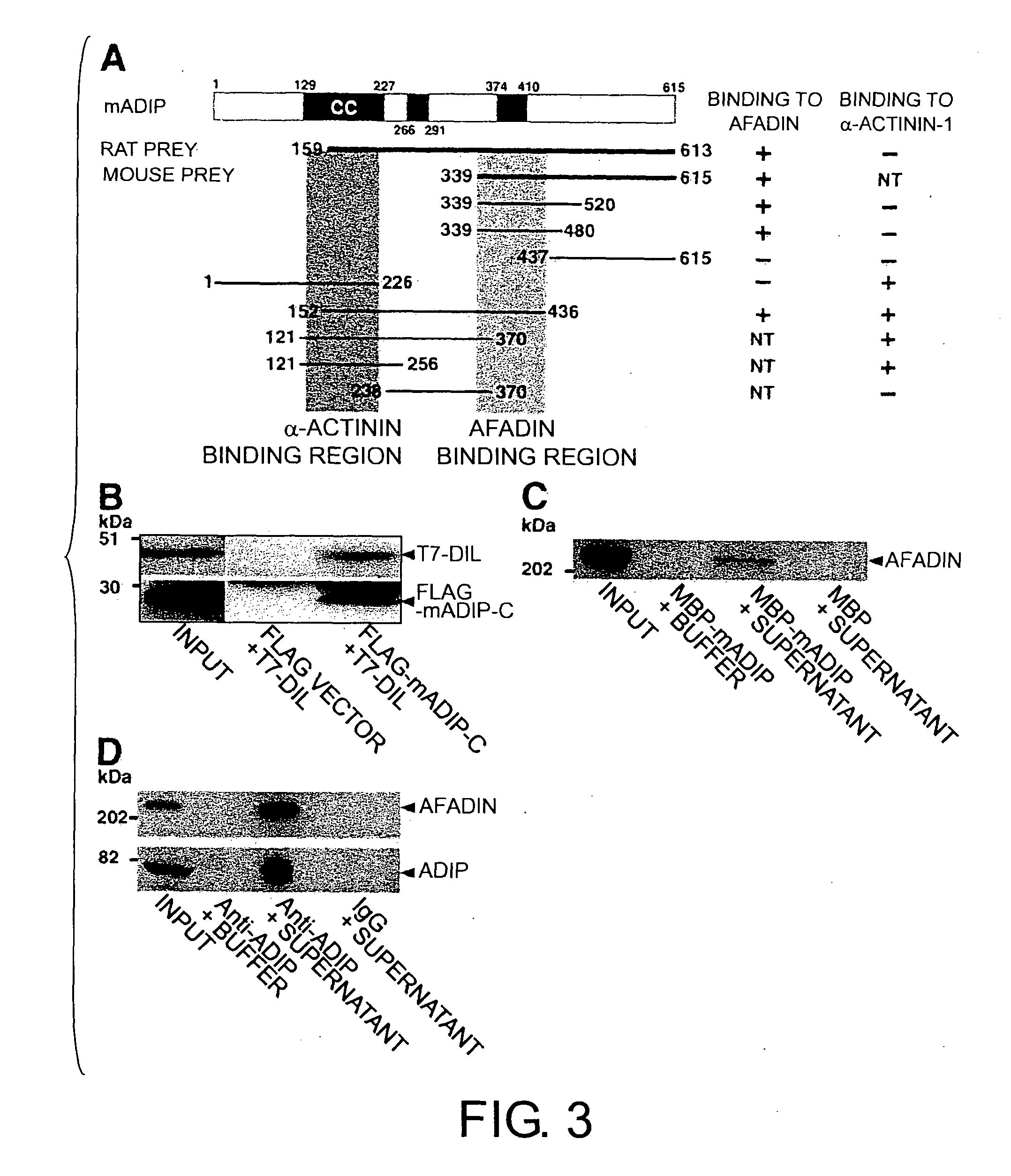 ADIP protein and use thereof