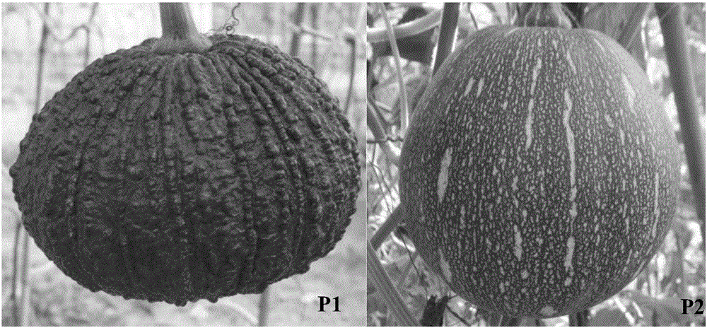 SNP (Single Nucleotide Polymorphism) molecular marker chained with pumpkin peel color gene and application thereof