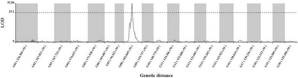 SNP (Single Nucleotide Polymorphism) molecular marker chained with pumpkin peel color gene and application thereof