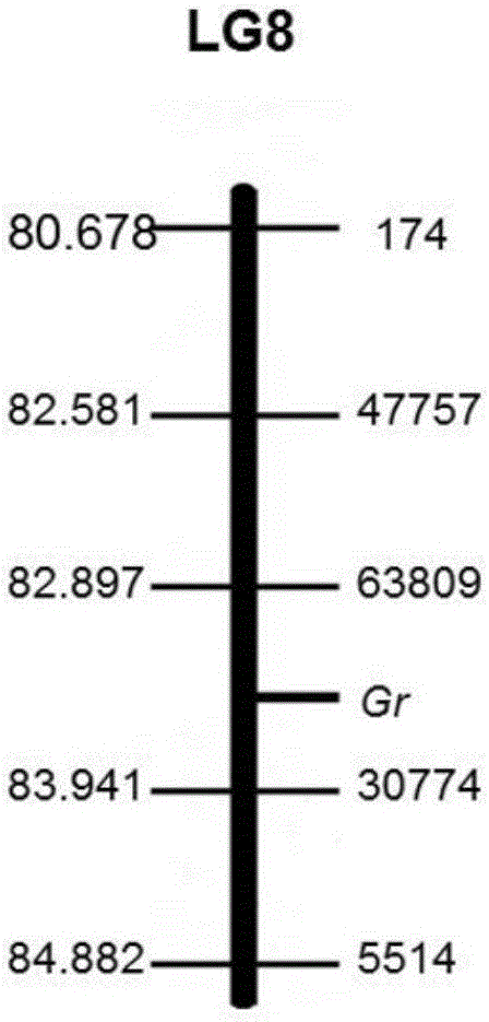 SNP (Single Nucleotide Polymorphism) molecular marker chained with pumpkin peel color gene and application thereof