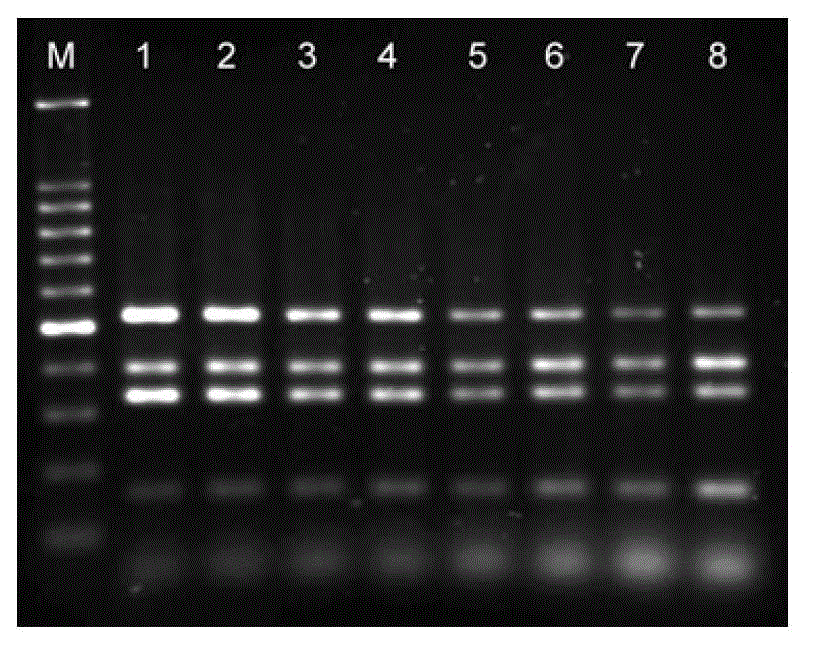 Multiplex PCR (Polymerase Chain Reaction) primer for simultaneously detecting salmonella, citrobacter, proteus and Edwardsiellas and design method thereof