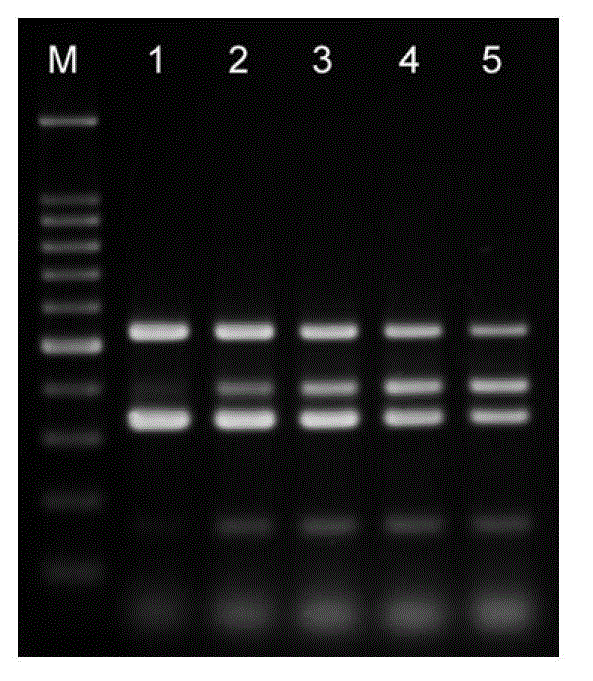 Multiplex PCR (Polymerase Chain Reaction) primer for simultaneously detecting salmonella, citrobacter, proteus and Edwardsiellas and design method thereof