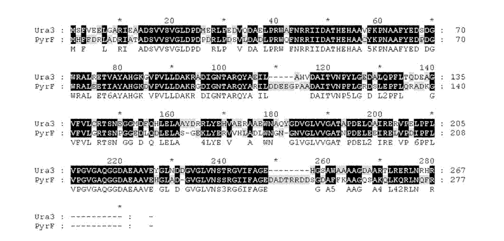 Genetic manipulation system based on Haloarcula hispanica and pyrF gene and its application