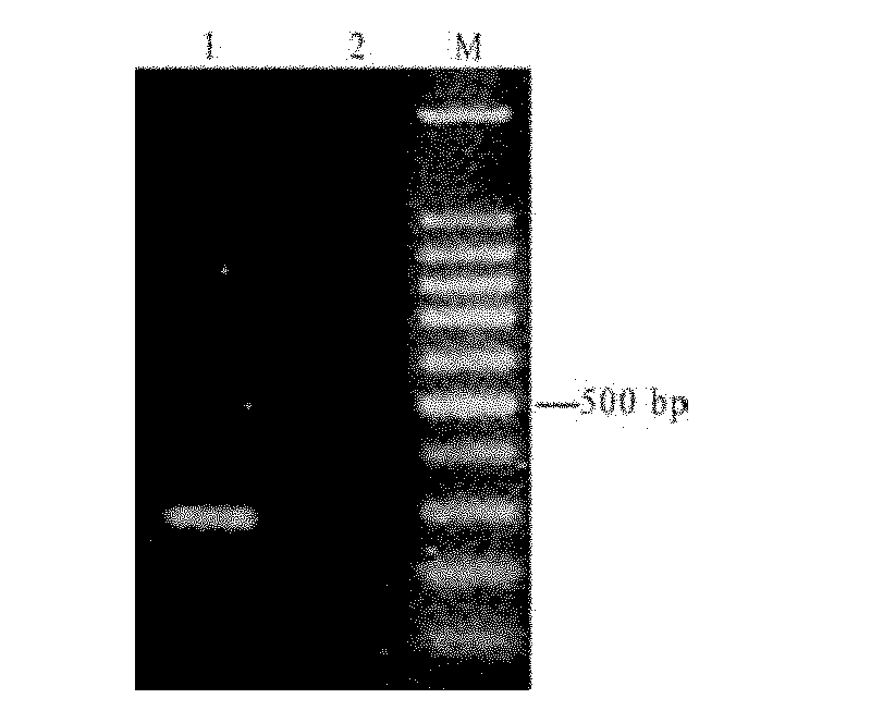 Genetic manipulation system based on Haloarcula hispanica and pyrF gene and its application