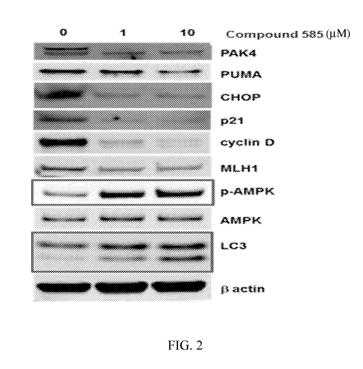 Substituted benzofuranyl and benzoxazolyl compounds and uses thereof