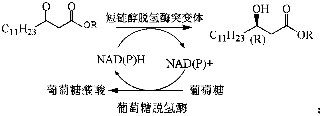 Novosphingobium short-chain alcohol dehydrogenase mutant and application thereof