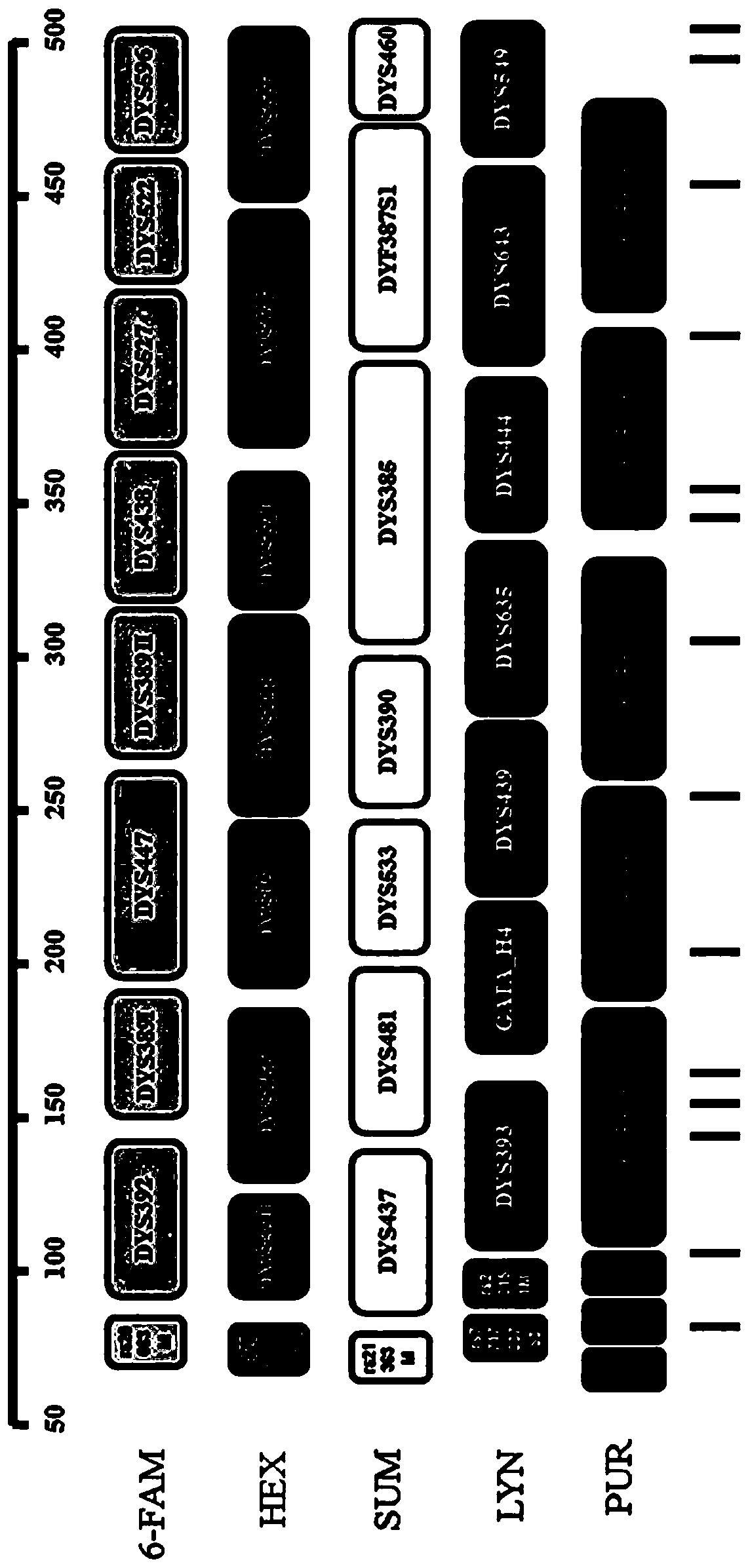 Fluorescence labeling composite amplification kit for human Y chromosome STR loci and InDel sites and application of thereof