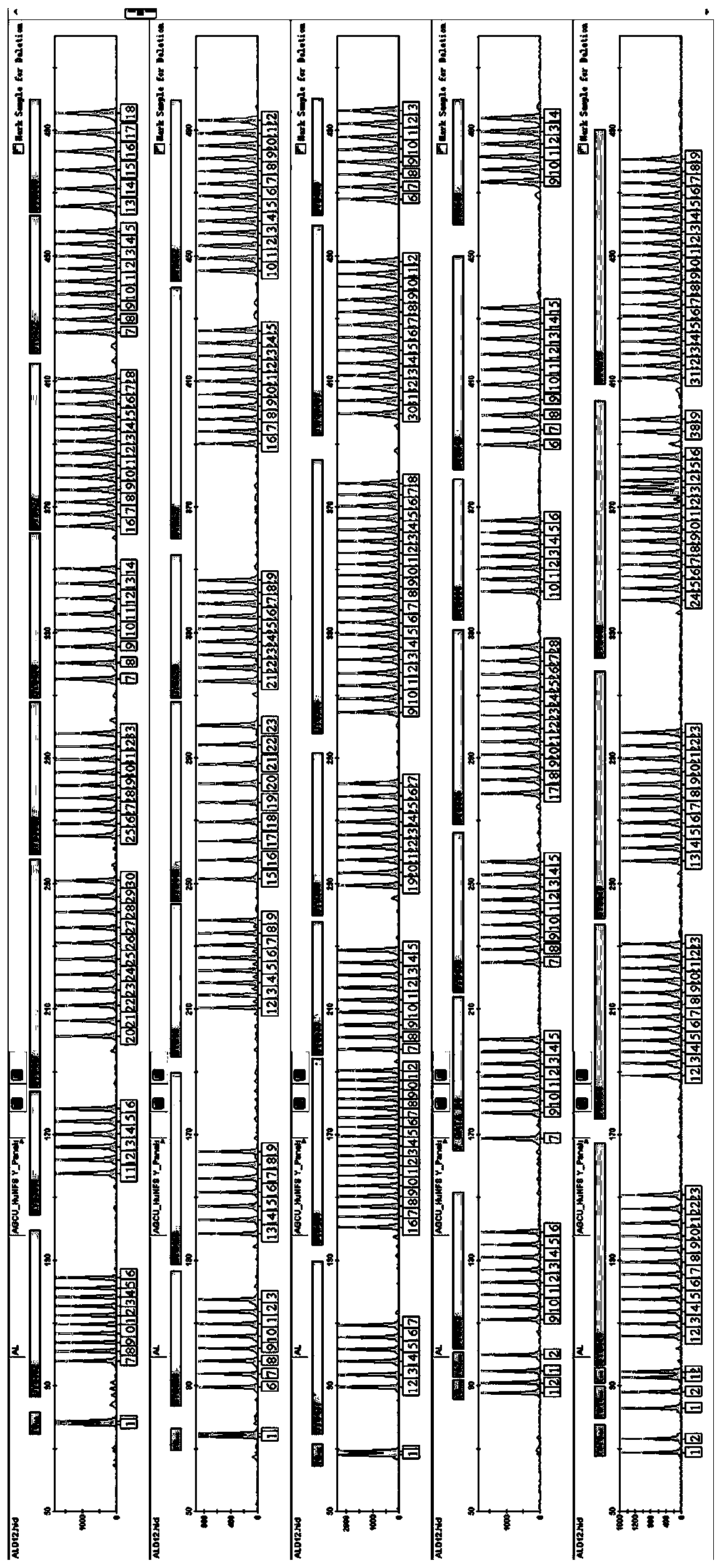 Fluorescence labeling composite amplification kit for human Y chromosome STR loci and InDel sites and application of thereof