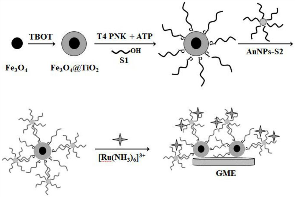 Electrochemical analysis method for determining activity of T4 polynucleotide kinase based on magnetic nano material