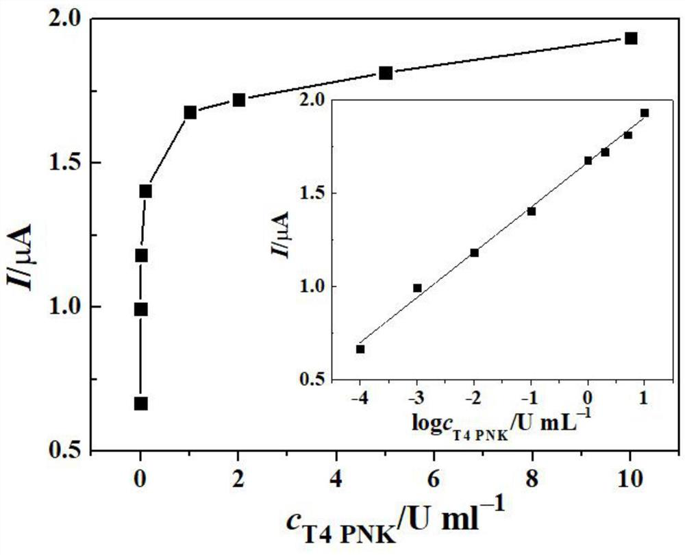 Electrochemical analysis method for determining activity of T4 polynucleotide kinase based on magnetic nano material