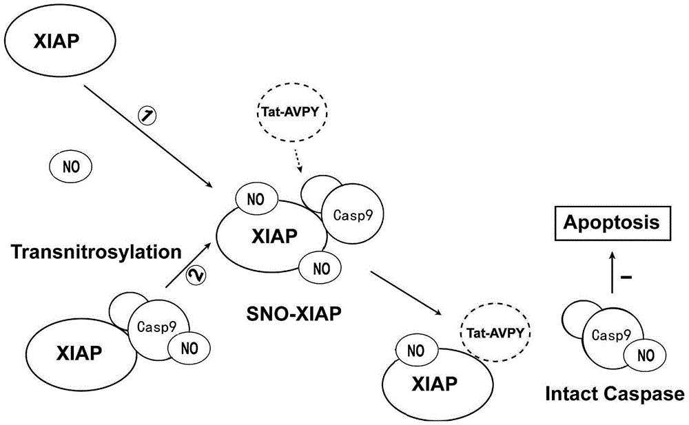 Small peptide TAT-AVPY for treating ischemic brain damage, and application thereof