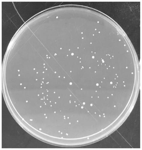 Composition for inhibiting streptococcus mutans and application of composition